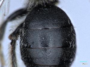  ( - APO_00036)  @11 [ ] CC-BY-NC (2023) ARTHROPOLOGIA ARTHROPOLOGIA