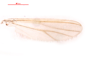  ( - Song3)  @11 [ ] Copyright (2015) Chao Song College of Life Sciences, Nankai Universtiy