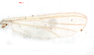  ( - Song4)  @11 [ ] Copyright (2015) Chao Song College of Life Sciences, Nankai Universtiy