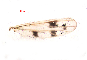  ( - song181)  @11 [ ] Copyright (2015) Chao Song College of Life Sciences, Nankai University