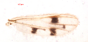  (Polypedilum sp. 10SC - song229)  @12 [ ] Copyright (2015) Chao Song College of Life Sciences, Nankai University