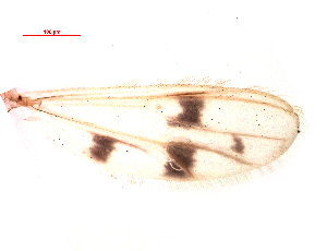  ( - song58)  @11 [ ] Copyright (2015) Chao Song College of Life Sciences, Nankai University