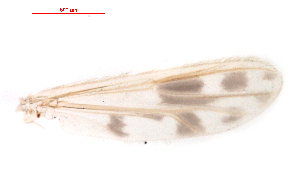  (Polypedilum masudai - song77)  @12 [ ] Copyright (2015) Chao Song College of Life Sciences, Nankai University