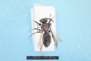  ( - BL1800005)  @11 [ ] Pollen (2018) Christophe Bouget EFNO IRSTEA