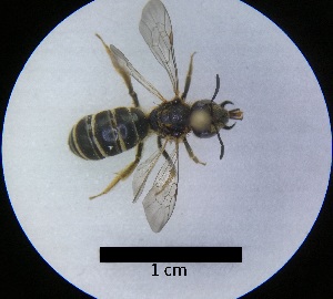  ( - MB00129)  @12 [ ] Pollen (2017) Mathilde Baude University of Orleans