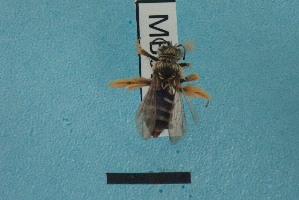  ( - MB01184)  @11 [ ] Pollen (2018) Mathilde Baude University of Orleans