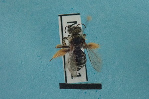  ( - MB01191)  @11 [ ] Pollen (2018) Mathilde Baude University of Orleans