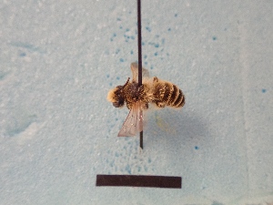  ( - MBF00245)  @12 [ ] Pollen (2018) Mathilde Baude University of Orleans