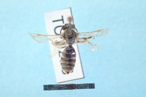  ( - TO1800218)  @11 [ ] Pollen (2018) Carlos Lopez-Vaamonde University of Tours