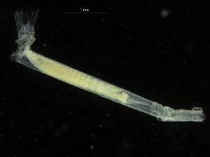  ( - ICEAGE_Eunicida30)  @11 [ ] CreativeCommons - Attribution Non-Commercial Share-Alike (2016) UoB University of Bergen, Natural History Collections