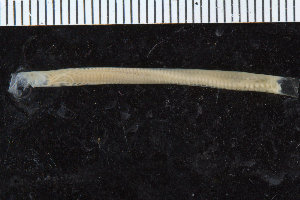  ( - ICEAGE_Eunicida32)  @11 [ ] CreativeCommons - Attribution Non-Commercial Share-Alike (2016) UoB University of Bergen, Natural History Collections