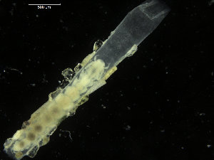  ( - ICEAGE_Eunicida33)  @11 [ ] CreativeCommons - Attribution Non-Commercial Share-Alike (2016) UoB University of Bergen, Natural History Collections
