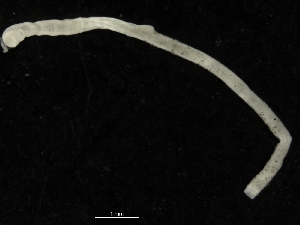  ( - UMBergen_ICEAGE_P03)  @11 [ ] CreativeCommons - Attribution Non-Commercial Share-Alike (2018) University of Bergen Natural History Collections