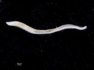  ( - UMBergen_NB_opheli92)  @11 [ ] CreativeCommons - Attribution Non-Commercial Share-Alike (2013) Unspecified University of Bergen, Natural History Collections