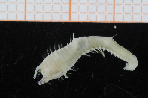  ( - UMBergen_NB_polych538)  @11 [ ] CreativeCommons - Attribution Non-Commercial Share-Alike (2014) University of Bergen University of Bergen, Natural History Collections