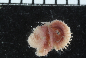  ( - ZMBN_104629)  @11 [ ] CreativeCommons - Attribution Non-Commercial Share-Alike (2015) UoB, Norway University of Bergen, Natural History Collections