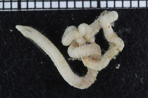  ( - ZMBN_104733)  @11 [ ] CreativeCommons - Attribution Non-Commercial Share-Alike (2015) UoB, Norway University of Bergen, Natural History Collections