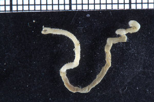  ( - ZMBN_104742)  @11 [ ] CreativeCommons - Attribution Non-Commercial Share-Alike (2015) UoB, Norway University of Bergen, Natural History Collections