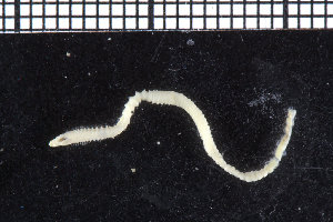  ( - ZMBN_104744)  @11 [ ] CreativeCommons - Attribution Non-Commercial Share-Alike (2015) UoB, Norway University of Bergen, Natural History Collections