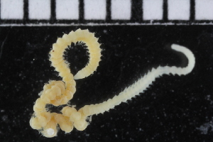  (Notocirrus - ZMBN_104745)  @11 [ ] CreativeCommons - Attribution Non-Commercial Share-Alike (2015) UoB, Norway University of Bergen, Natural History Collections