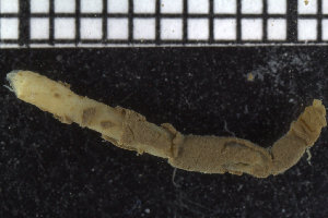  ( - ZMBN_104766)  @11 [ ] CreativeCommons - Attribution Non-Commercial Share-Alike (2015) UoB, Norway University of Bergen, Natural History Collections
