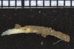  ( - ZMBN_104767)  @12 [ ] CreativeCommons - Attribution Non-Commercial Share-Alike (2015) UoB, Norway University of Bergen, Natural History Collections