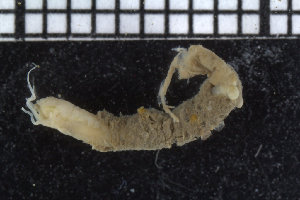  ( - ZMBN_104771)  @13 [ ] CreativeCommons - Attribution Non-Commercial Share-Alike (2015) UoB, Norway University of Bergen, Natural History Collections