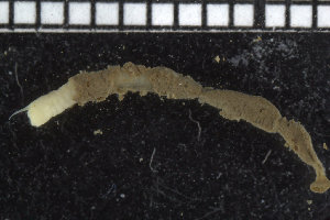  ( - ZMBN_104772)  @11 [ ] CreativeCommons - Attribution Non-Commercial Share-Alike (2015) UoB, Norway University of Bergen, Natural History Collections