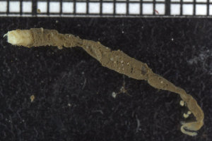  ( - ZMBN_104773)  @11 [ ] CreativeCommons - Attribution Non-Commercial Share-Alike (2015) UoB, Norway University of Bergen, Natural History Collections
