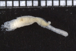 ( - ZMBN_104792)  @11 [ ] CreativeCommons - Attribution Non-Commercial Share-Alike (2015) UoB, Norway University of Bergen, Natural History Collections