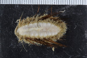  ( - ZMBN_104897)  @11 [ ] CreativeCommons - Attribution Non-Commercial Share-Alike (2016) UoB University of Bergen, Natural History Collections