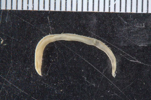  ( - ZMBN_104903)  @11 [ ] CreativeCommons - Attribution Non-Commercial Share-Alike (2016) UoB University of Bergen, Natural History Collections