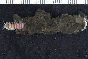  ( - ZMBN_106267)  @11 [ ] CreativeCommons - Attribution Non-Commercial Share-Alike (2016) UoB University of Bergen, Natural History Collections