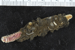  ( - ZMBN_106269)  @11 [ ] CreativeCommons - Attribution Non-Commercial Share-Alike (2016) UoB University of Bergen, Natural History Collections