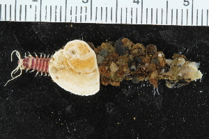  ( - ZMBN_106274)  @11 [ ] CreativeCommons - Attribution Non-Commercial Share-Alike (2016) UoB University of Bergen, Natural History Collections
