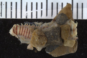  ( - ZMBN_106276)  @11 [ ] CreativeCommons - Attribution Non-Commercial Share-Alike (2016) UoB University of Bergen, Natural History Collections