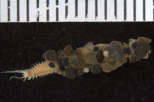  ( - ZMBN_106278)  @11 [ ] CreativeCommons - Attribution Non-Commercial Share-Alike (2016) UoB University of Bergen, Natural History Collections