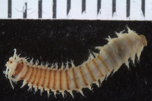  ( - ZMBN_106280)  @11 [ ] CreativeCommons - Attribution Non-Commercial Share-Alike (2016) UoB University of Bergen, Natural History Collections