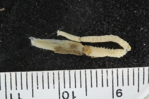  ( - ZMBN_108059)  @11 [ ] CreativeCommons - Attribution Non-Commercial Share-Alike (2018) University of Bergen Natural History Collections