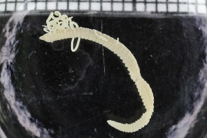  ( - ZMBN_114333)  @11 [ ] CreativeCommons - Attribution Non-Commercial Share-Alike (2017) University of Bergen Natural History Collections