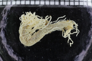  ( - ZMBN_114334)  @11 [ ] CreativeCommons - Attribution Non-Commercial Share-Alike (2017) University of Bergen Natural History Collections