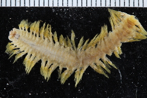  ( - ZMBN_116142)  @11 [ ] CreativeCommons - Attribution Non-Commercial Share-Alike (2017) University of Bergen Natural History Collections