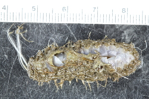  ( - ZMBN_117229)  @11 [ ] CreativeCommons - Attribution Non-Commercial Share-Alike (2017) University of Bergen Natural History Collections