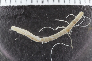  ( - ZMBN_117830)  @11 [ ] CreativeCommons - Attribution Non-Commercial Share-Alike (2017) University of Bergen Natural History Collections