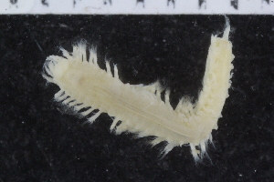  ( - ZMBN_117834)  @11 [ ] CreativeCommons - Attribution Non-Commercial Share-Alike (2017) University of Bergen Natural History Collections