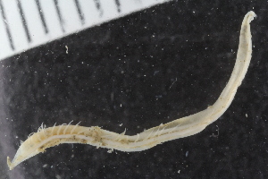  ( - ZMBN_117843)  @11 [ ] CreativeCommons - Attribution Non-Commercial Share-Alike (2017) University of Bergen Natural History Collections