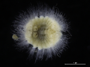  ( - ZMBN_120379)  @11 [ ] CreativeCommons - Attribution Non-Commercial Share-Alike (2017) University of Bergen Natural History Collections