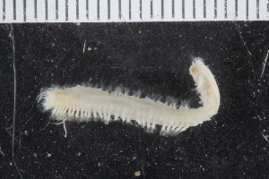  ( - ZMBN_120389)  @11 [ ] CreativeCommons - Attribution Non-Commercial Share-Alike (2017) University of Bergen Natural History Collections
