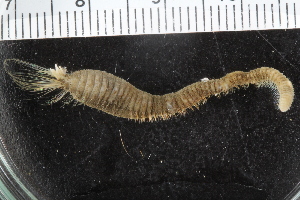  ( - ZMBN_123781)  @11 [ ] CreativeCommons - Attribution Non-Commercial Share-Alike (2018) University of Bergen Natural History Collections