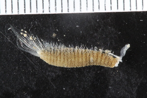  ( - ZMBN_123782)  @11 [ ] CreativeCommons - Attribution Non-Commercial Share-Alike (2018) University of Bergen Natural History Collections
